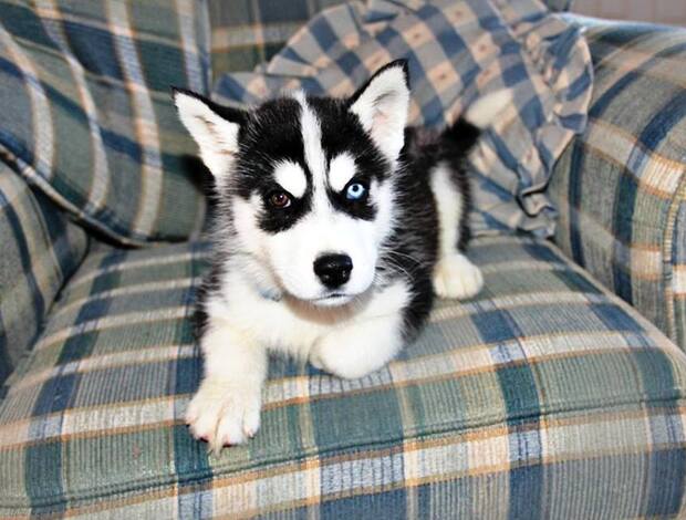Siberian Husky Gorgeous Siberian Husky Puppies available