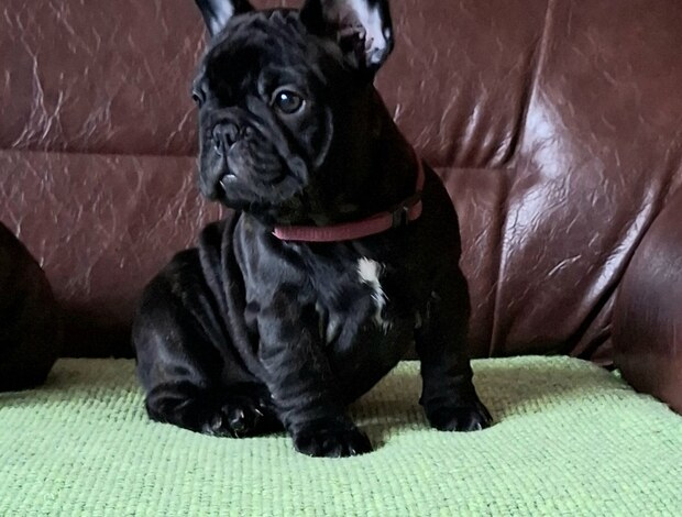 French Bulldog French Bulldog puppies