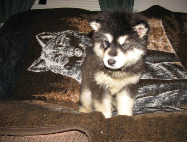 Alaskan Malamute Obedient Alaskan Malamute puppies available
