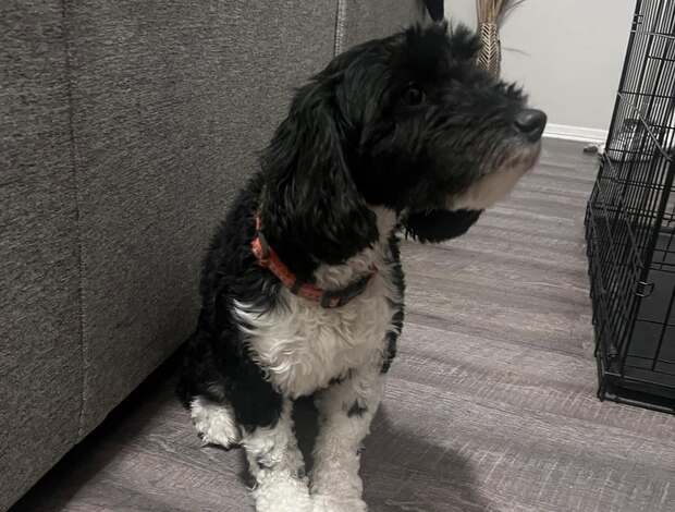 Other Charming Aussiedoodle puppies