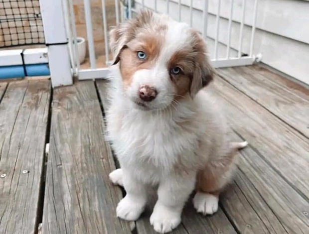 Australian Shepherd AKC Australian Shepherd puppies
