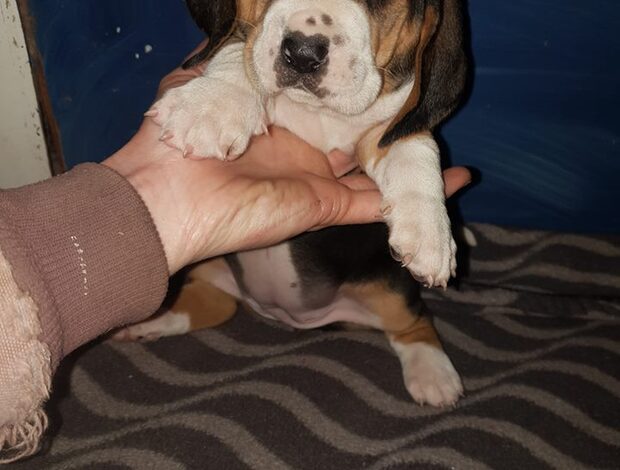 Basset Hound Cute Basset Hound puppies Searching For lovely homes