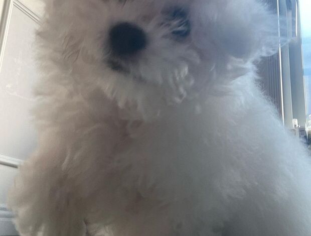 Bichon Frise Lovely Bichon Frise Puppies