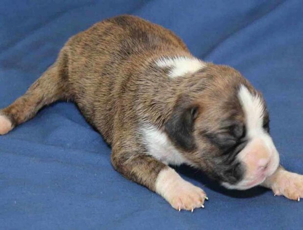 Boxer Healthy, Adorable Boxer Puppies Available