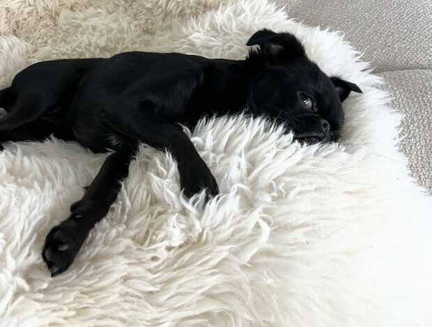 Griffon Bruxellois Home trained Brussels Griffon Puppies