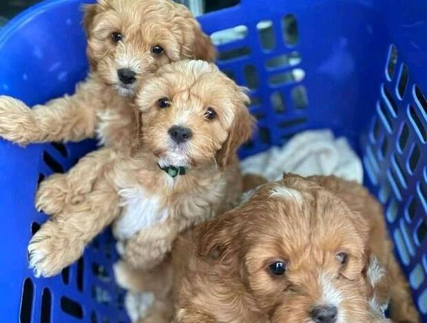 Other House Broken Cavapoo Puppies Available for Adoption
