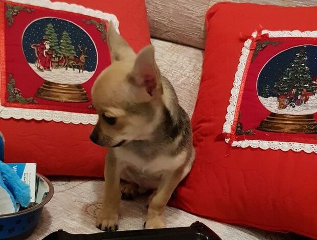 Chihuahua Potty Trained Chihuahua Puppies Looking for a New Home
