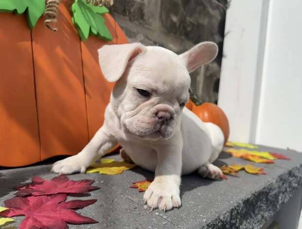 French Bulldog Amazing French Bulldog Puppies
