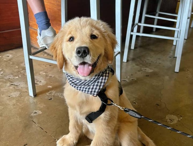 Golden Retriever Registered Golden Retriever Puppies