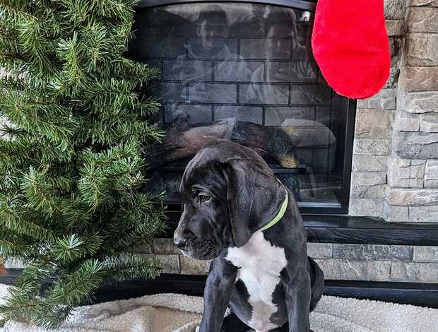Great Dane Champion bloodline Great Dane Puppies for sale