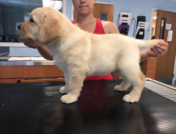 Labrador Retriever We Have Two Labrador Retriever Pups