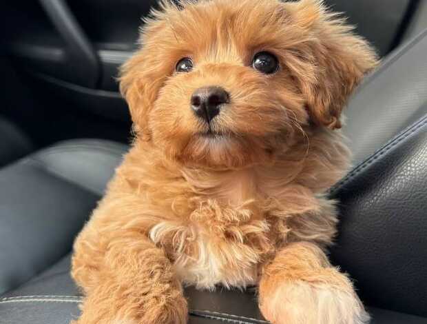 Other Magnificent Tea Cup Maltipoo Puppies