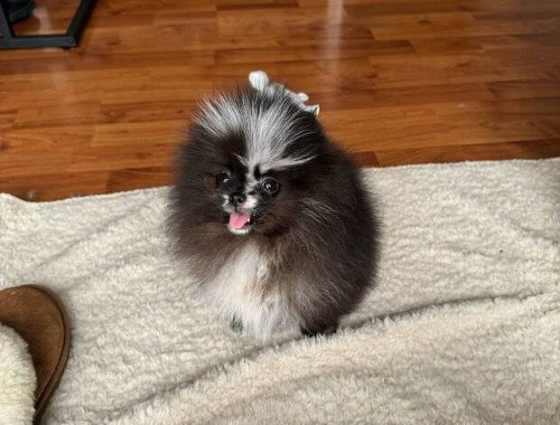 Pomeranian Beautiful Pomeranian Puppies For Sale.
