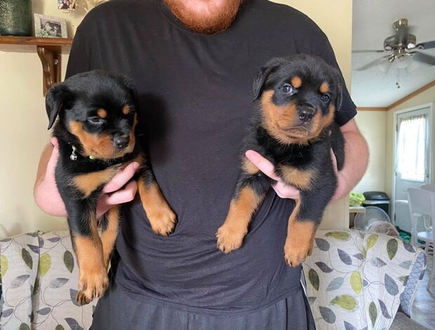 Rottweiler Home Raised Rottweiler Puppies