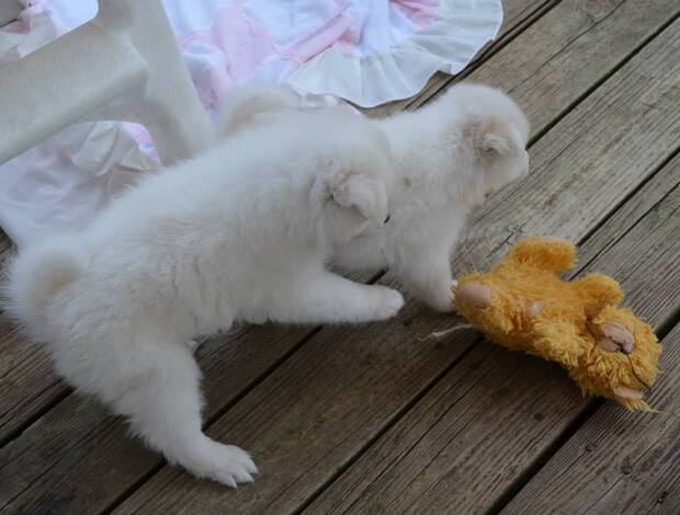Samoyed Adorable And Cute Little Samoyed Puppies