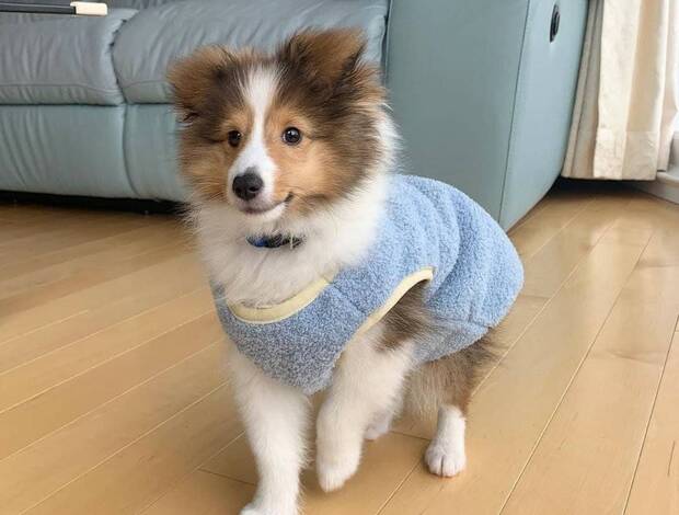 Shetland Sheepdog Adorable Sheltie Puppies