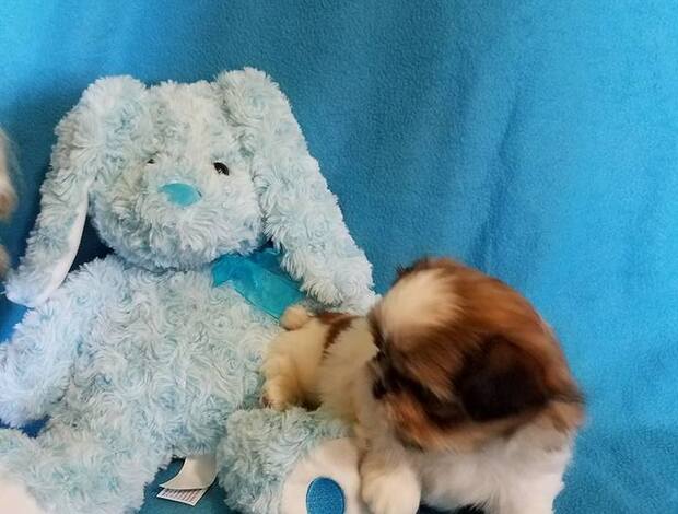 Shih Tzu Adorable Shih Tzu Puppies