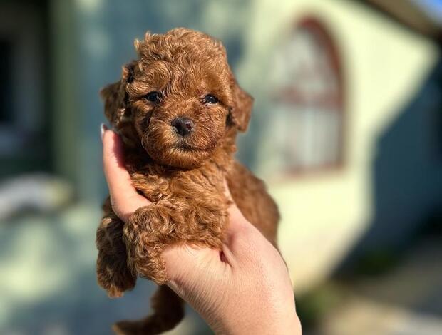Poodle Toy and Mini Poodle puppies