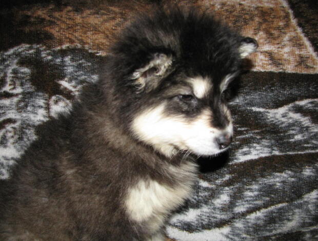 Alaskan Malamute Obedient Alaskan Malamute puppies available
