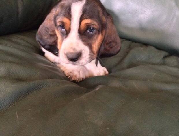 Basset Hound Cute Basset Hound puppies Searching For lovely homes