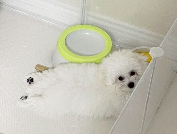 Bichon Frise Lovely Bichon Frise Puppies