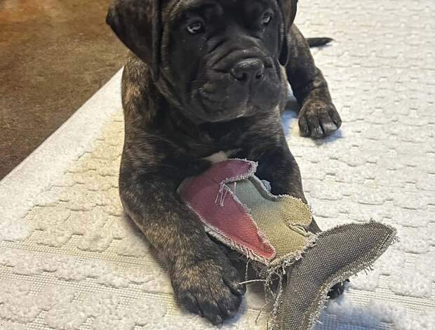 Bullmastiff Top Quality Bullmastiff Puppies Available Now