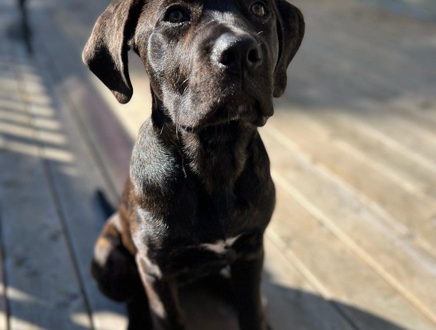 Cane Corso New Litter of Healthy Cane Corso Puppies for Adoption