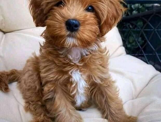 Other House Broken Cavapoo Puppies Available for Adoption