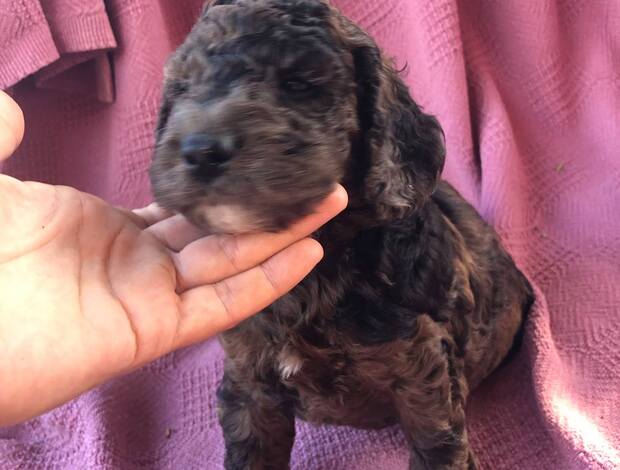 Other Home Raised Cockapoo Puppies ready to go