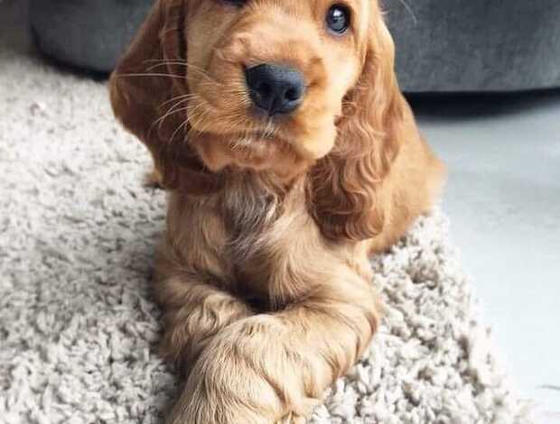 American Cocker Spaniel Beautiful Cocker Spaniel puppies Available Now!!