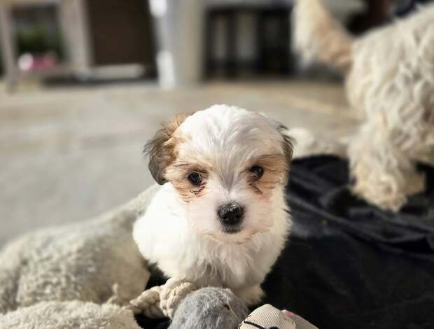 Coton de Tulear Coton De Tulear Puppies, Ready to Go.