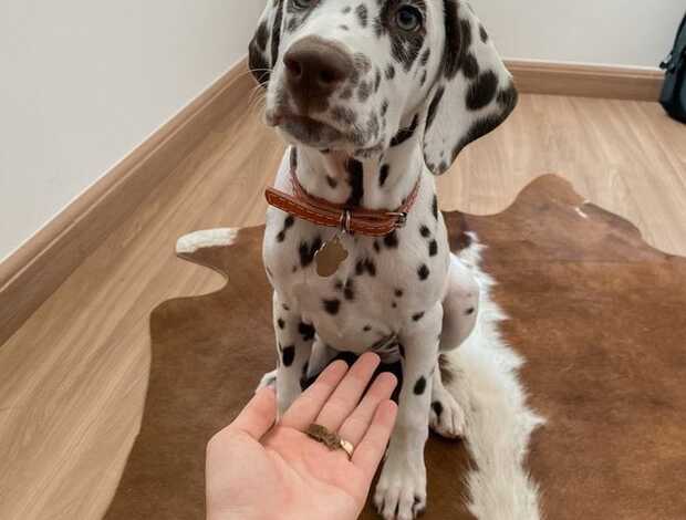 Dalmatian Male And Female Dalmatian Beautiful Puppies