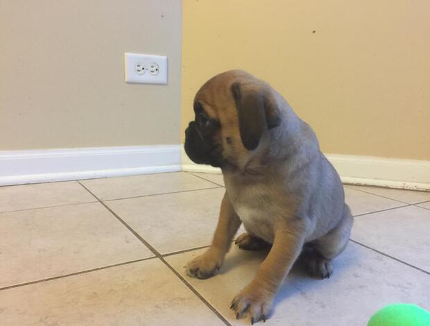 Pug Pug Puppies Available For New Homes
