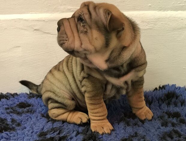 Shar Pei We Have Two Beautiful Shar Pei Puppies