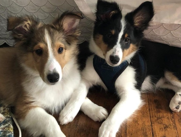 Shetland Sheepdog Adorable Sheltie Puppies