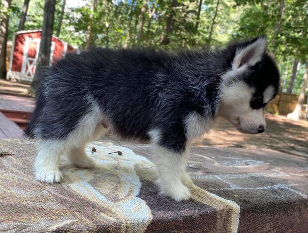 Siberian Husky Gorgeous Siberian Husky Puppies available