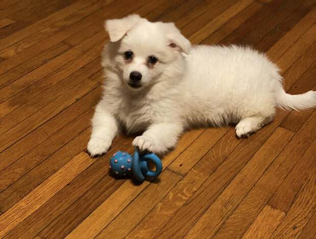American Eskimo Dog Stunning American Eskimo puppies available