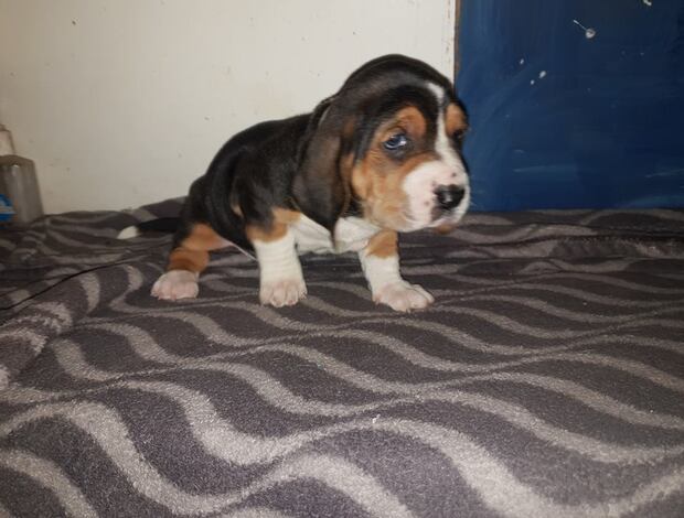 Basset Hound Cute Basset Hound puppies Searching For lovely homes