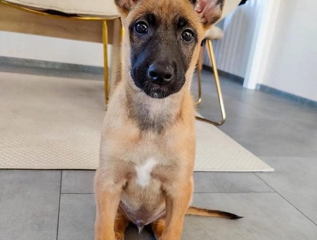 Belgian Shepherd Dog (Malinois) Well trained Belgian Malinois puppies