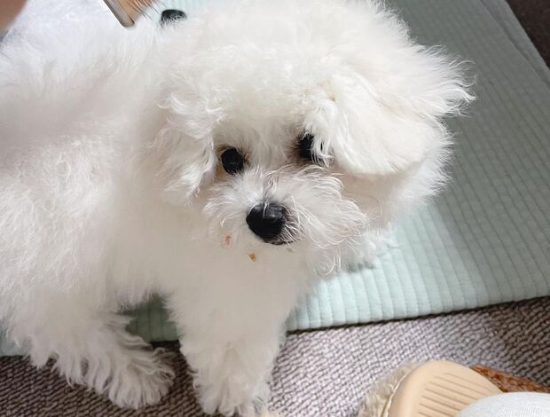 Bichon Frise Lovely Bichon Frise Puppies