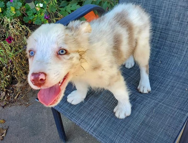 Border Collie Cute Border Collie Puppies