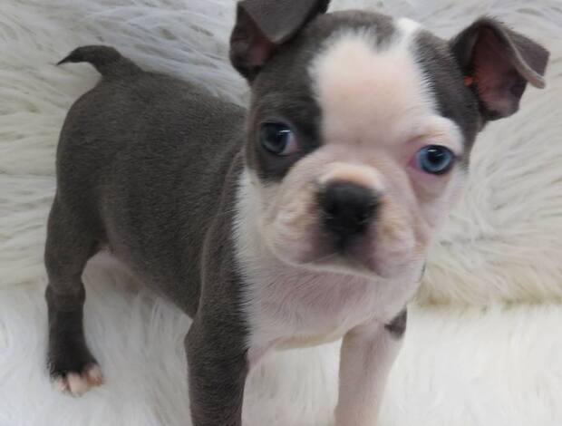 Boston Terrier Healthy Boston Terrier Puppies Available