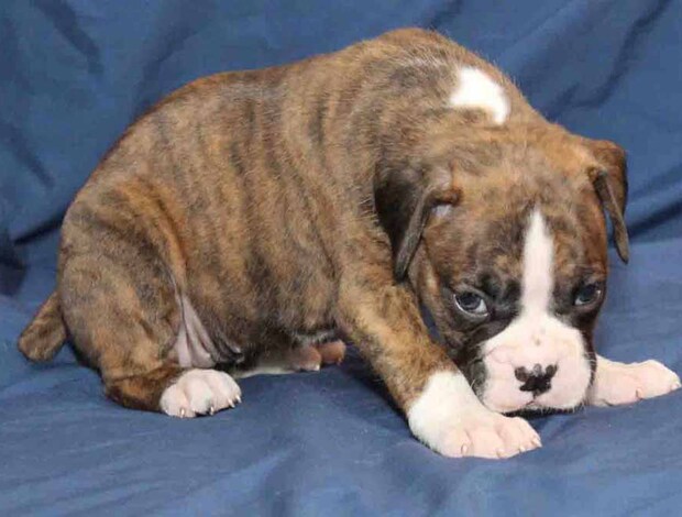 Boxer Healthy, Adorable Boxer Puppies Available