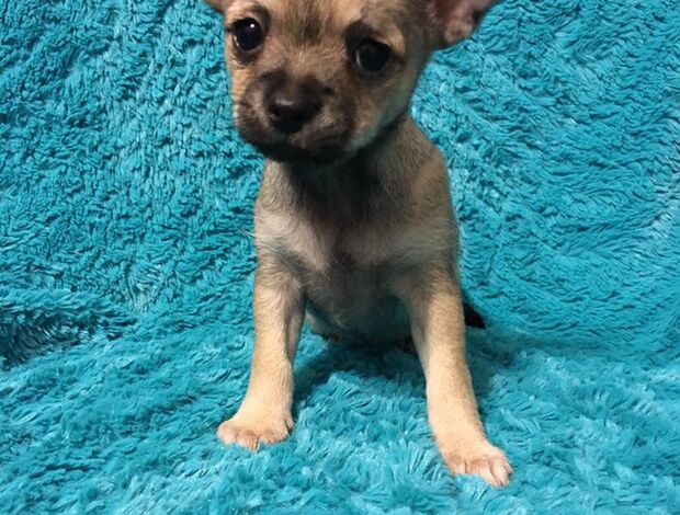 Chihuahua Potty Trained Chihuahua Puppies Looking for a New Home