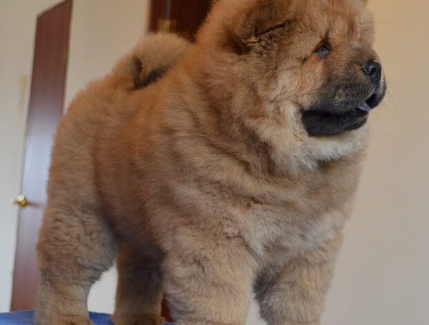 Chow Chow Affectionate Chow Chow Puppies For Rehoming