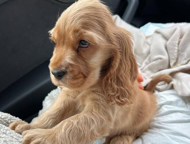 American Cocker Spaniel Beautiful Cocker Spaniel puppies Available Now!!