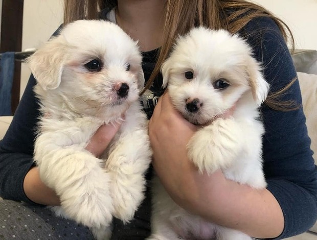 Coton de Tulear Coton De Tulear Puppies, Ready to Go.