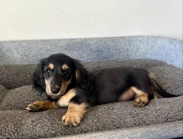 Dachshund Gorgeous Dachshund Puppies for rehoming