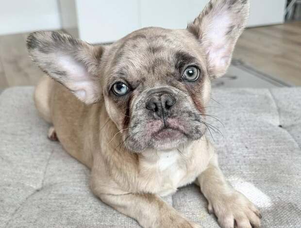 French Bulldog Amazing French Bulldog Puppies