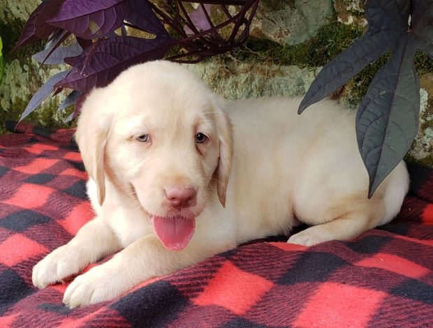 Labrador Retriever We Have Two Labrador Retriever Pups